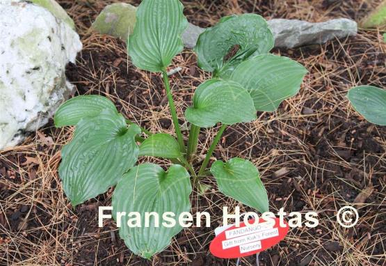 Hosta Fandango